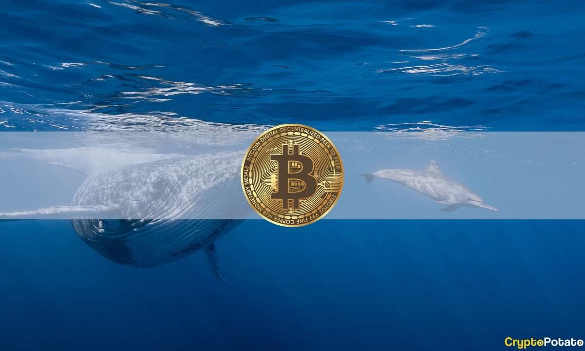 Bitcoin Whale Addresses Reach 10-Month High