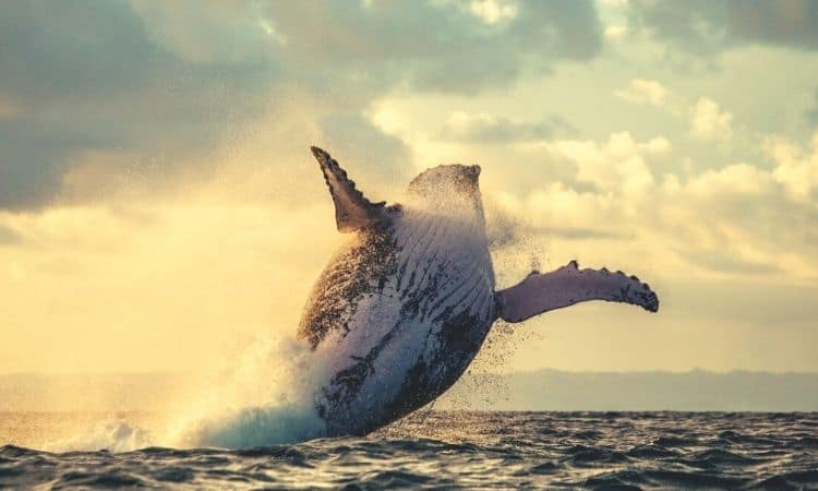 Solend Whale Moves $25M to Another Platform Despite Canceled Plans to Seize Their Wallet